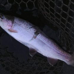 放流魚はどこだ ～大安トラウトレイク～